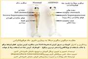 نکروز حاد هپاتوپانکرس در میگو